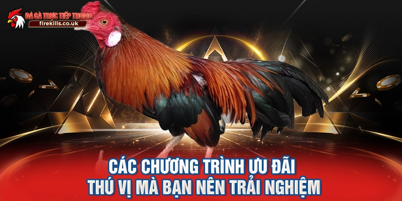 Các chương trình ưu đãi thú vị mà bạn nên trải nghiệm