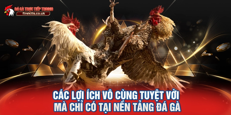 Các lợi ích vô cùng tuyệt vời mà chỉ có tại nền tảng đá gà