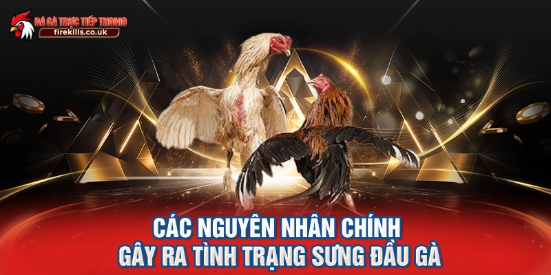 Các nguyên nhân chính gây ra tình trạng sưng đầu gà