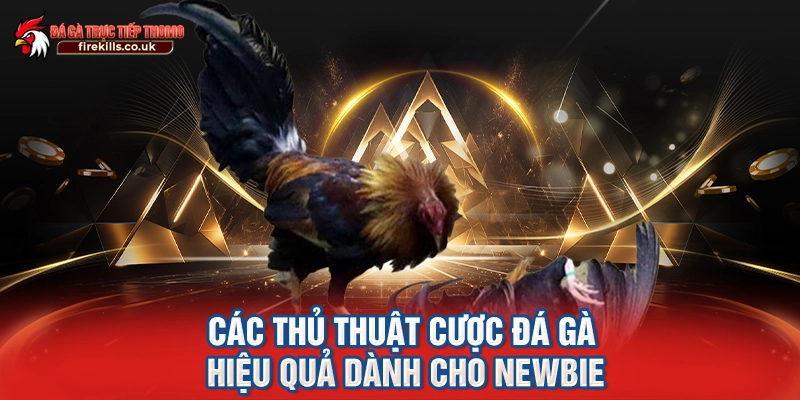 Các thủ thuật cược đá gà hiệu quả dành cho newbie