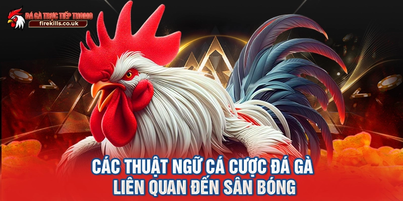 Các thuật ngữ cá cược đá gà liên quan đến sân bóng