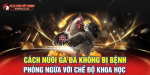 cách nuôi gà đá không bị bệnh