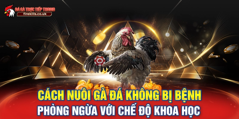 cách nuôi gà đá không bị bệnh