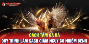 Cách Tắm Gà Đá