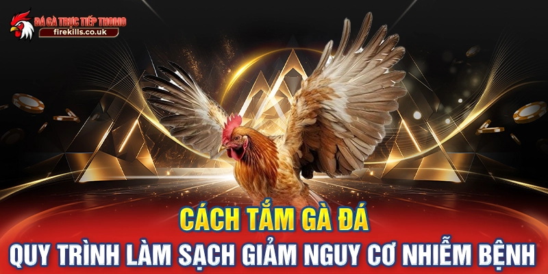 Cách Tắm Gà Đá