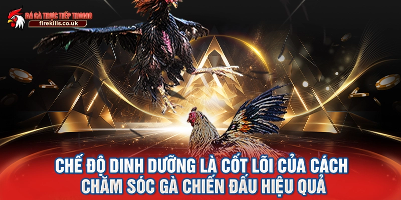 Chế độ dinh dưỡng là cốt lõi của cách chăm sóc gà chiến đấu hiệu quả