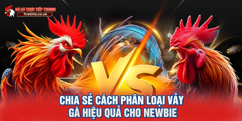 Chia sẻ cách phân loại vảy gà hiệu quả cho newbie