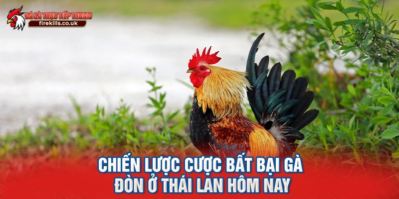 Chiến lược cược bất bại gà đòn ở Thái Lan hôm nay