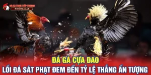 Đá gà cựa dao