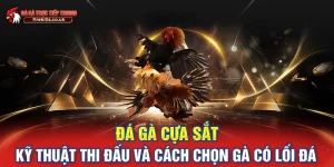 đá gà cựa sắt