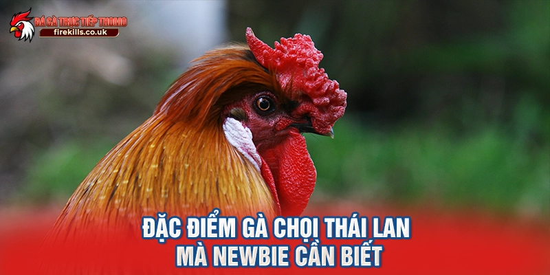Đặc điểm gà chọi Thái Lan mà newbie cần biết