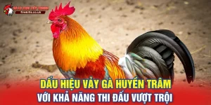 vảy gà huyền trâm