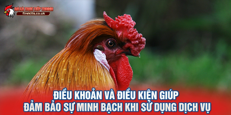 Điều khoản và điều kiện giúp đảm bảo sự minh bạch khi sử dụng dịch vụ