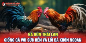 Gà Đòn Thái Lan