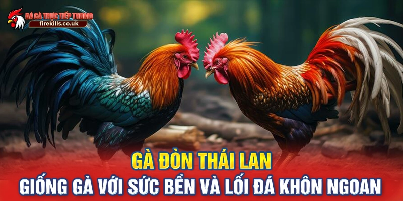 Gà Đòn Thái Lan