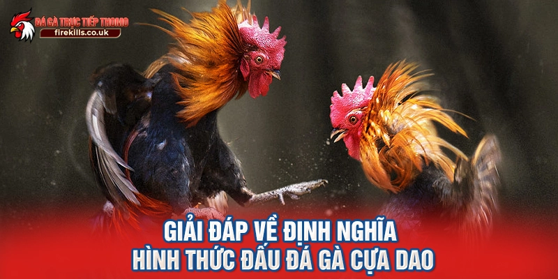 Giải đáp về định nghĩa hình thức đấu đá gà cựa dao