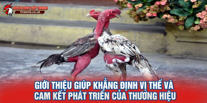 Giới thiệu giúp khẳng định vị thế và cam kết phát triển của thương hiệu