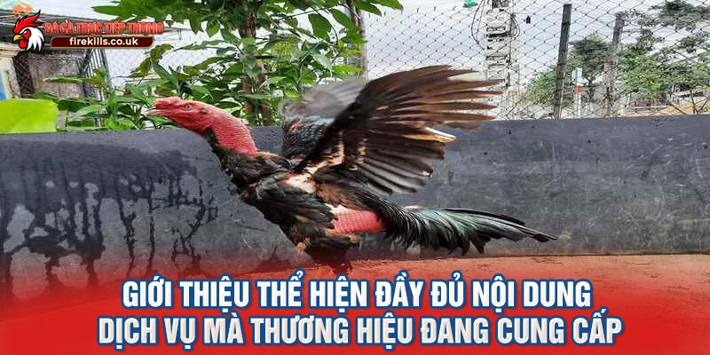 Giới thiệu thể hiện đầy đủ nội dung dịch vụ mà thương hiệu đang cung cấp