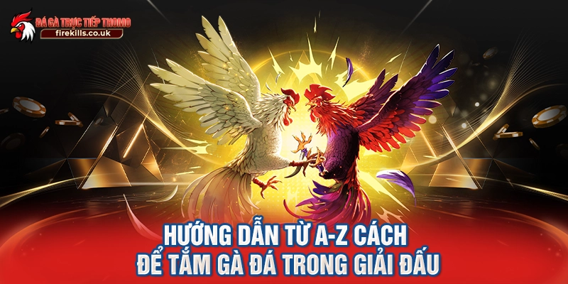 Hướng dẫn từ A-Z cách để tắm gà đá trong giải đấu