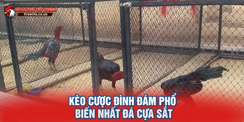 Kèo cược đình đám phổ biến nhất đá cựa sắt