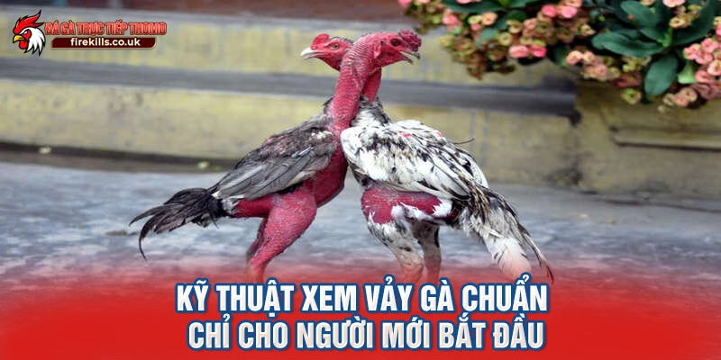 Kỹ thuật xem vảy gà chuẩn chỉ cho người mới bắt đầu