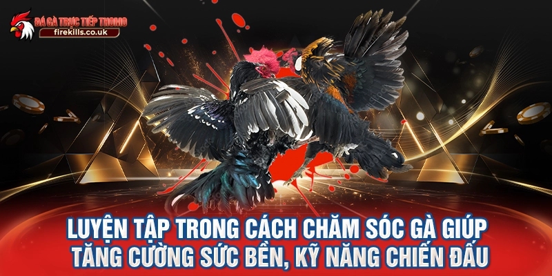 Luyện tập trong cách chăm sóc gà giúp tăng cường sức bền, kỹ năng chiến đấu