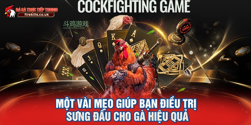 Một vài mẹo giúp bạn điều trị sưng đầu cho gà hiệu quả