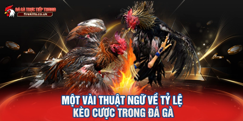 Một vài thuật ngữ về tỷ lệ kèo cược trong đá gà