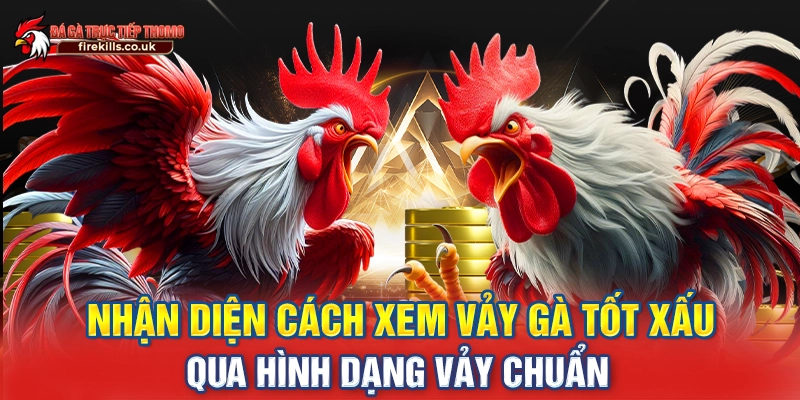 cách xem vảy gà tốt xấu