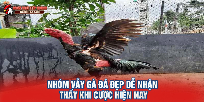 Nhóm vảy gà đá đẹp dễ nhận thấy khi cược hiện nay
