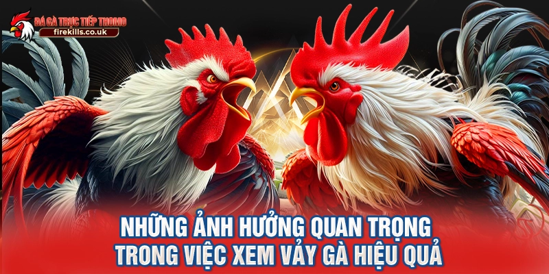 Những ảnh hưởng quan trọng trong việc xem vảy gà hiệu quả