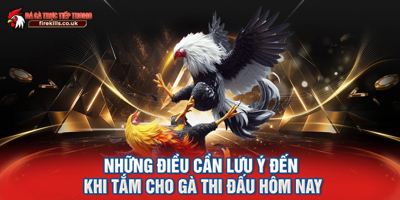 Những điều cần lưu ý đến khi tắm cho gà thi đấu hôm nay