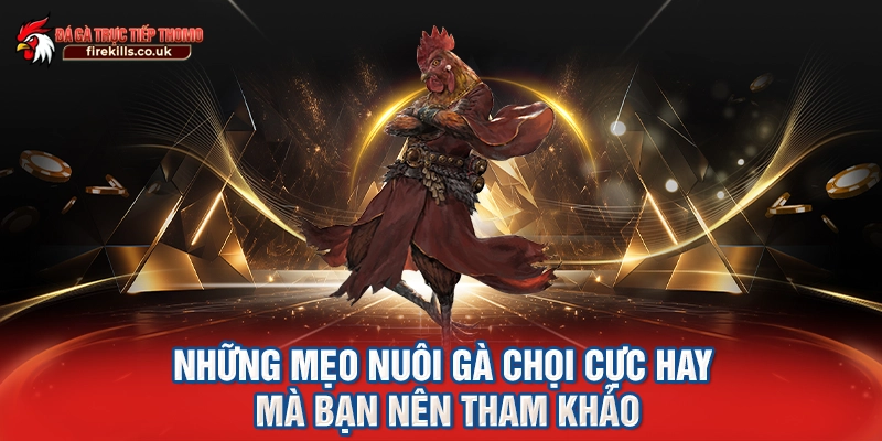 Những mẹo nuôi gà chọi cực hay mà bạn nên tham khảo