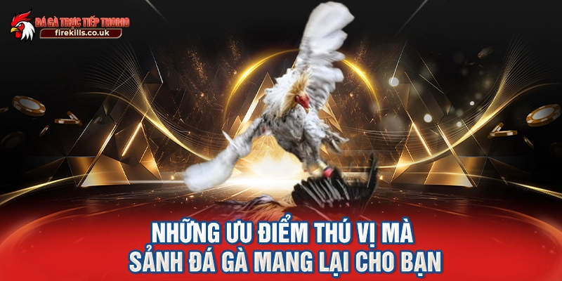 Những ưu điểm thú vị mà sảnh đá gà mang lại cho bạn