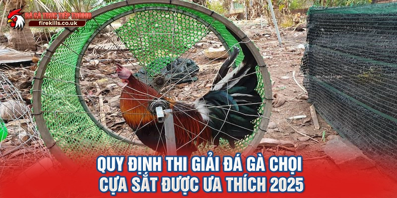 Quy định thi giải đá gà chọi cựa sắt được ưa thích 2025