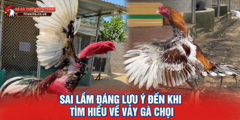 Sai lầm đáng lưu ý đến khi tìm hiểu về vảy gà chọi