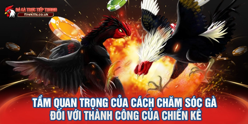 Tầm quan trọng của cách chăm sóc gà đối với thành công của chiến kê