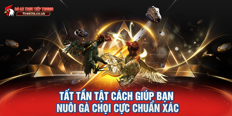 Tất tần tật cách giúp bạn nuôi gà chọi cực chuẩn xác