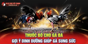 Thuốc Bổ Cho Gà Đá