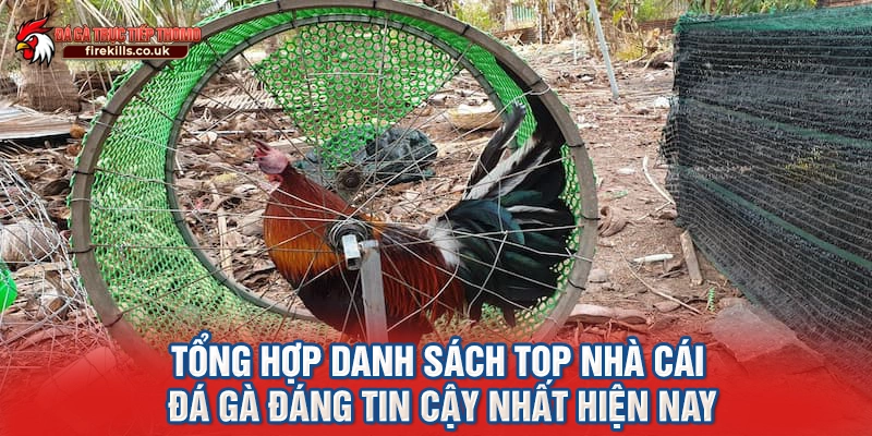 Tổng hợp danh sách top nhà cái đá gà đáng tin cậy nhất hiện nay