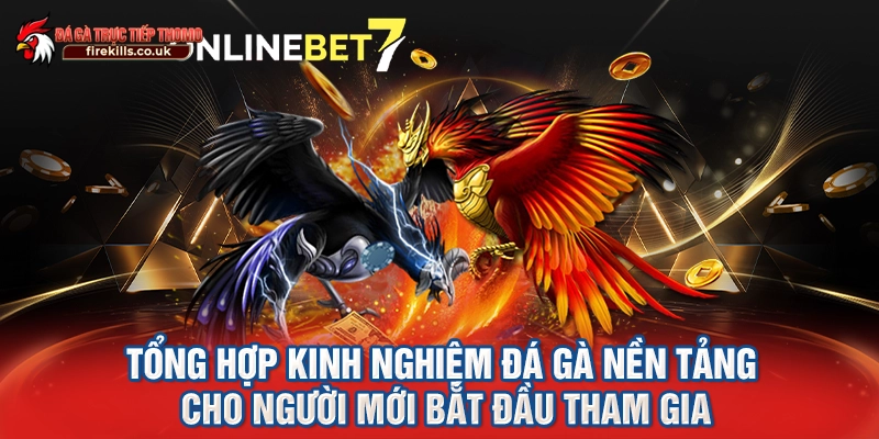 Tổng hợp kinh nghiệm đá gà nền tảng cho người mới bắt đầu tham gia