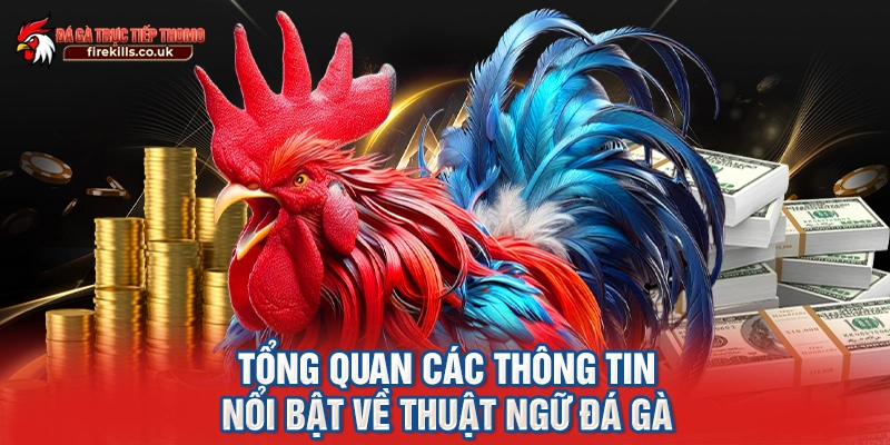 Tổng quan các thông tin nổi bật về thuật ngữ đá gà 
