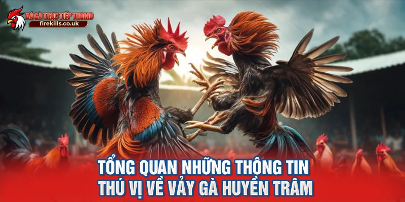 Tổng quan những thông tin thú vị về vảy gà huyền trâm