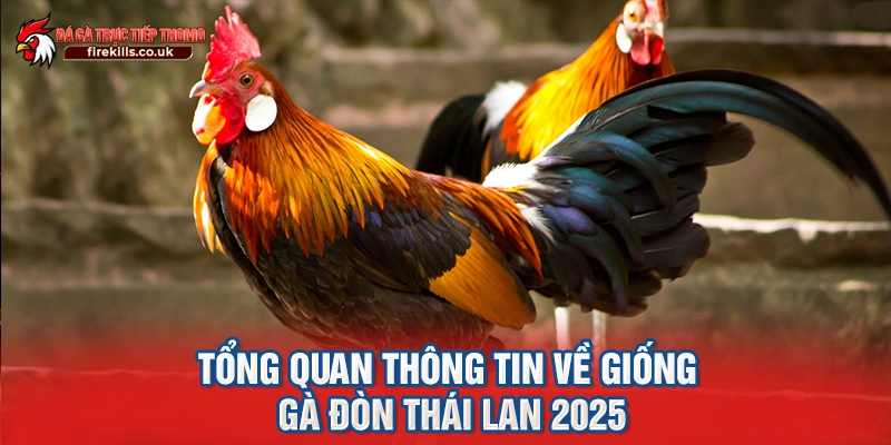 Tổng quan thông tin về giống gà đòn Thái Lan 2025