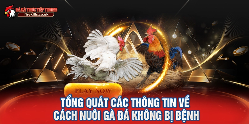 Tổng quát các thông tin về cách nuôi gà đá không bị bệnh