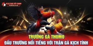 Trường Gà Thomo