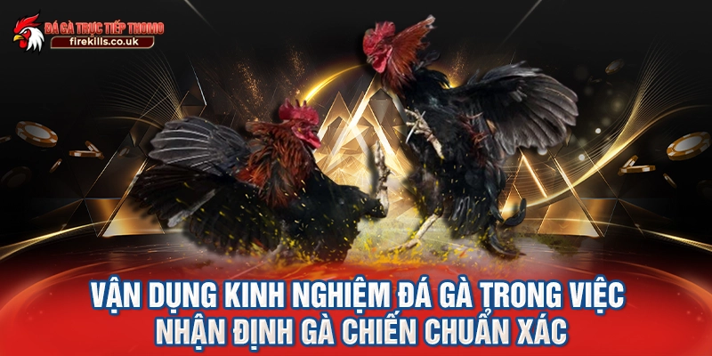 Vận dụng kinh nghiệm đá gà trong việc nhận định gà chiến chuẩn xác